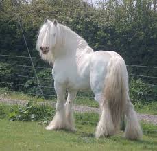 Long Hair White Horse Beautiful Horses Horses Draft Horses