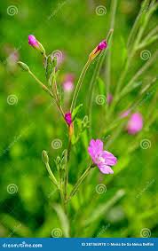 Image result for Epilobium hirsutum