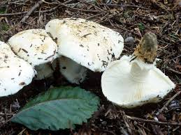 Image result for Micrargeriella