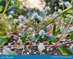 Image result for Alternanthera caracasana