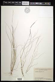 Image result for Aristida canescens
