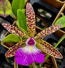 Image result for Cyphia richardsiae