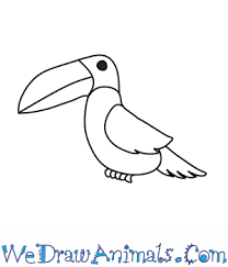 Maybe you would like to learn more about one of these? How To Draw A Toucan