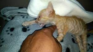 As she said to abc news, rosie is now a part of the pack… since lilo is their leader, infinity and miko just accepted her, and now they're all good friends. it looked like the kitty was there to stay! Kitten Dying Please Help Youtube