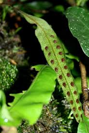 Image result for Pleopeltis macrocarpa