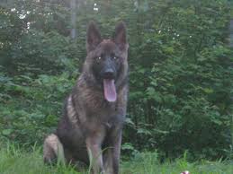 Puppies require a lot of time, training, energy, and patience. Czech Ddr German Shepherds For Sale In Howard City Michigan Classified Americanlisted Com