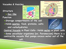 Difference between animal cell and bacterial cell. Plant Cell Animal Bacteria Cell Cell Structure And Function Notes Organelles What You Should Know Organelles What You Should Know Inner Life Of A Cell Ppt Download
