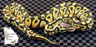 Pin On Ball Pythons
