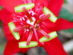 Costa rica flowers and plants. Flowers Trees Plants