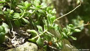 Image result for Alysicarpus zeyheri