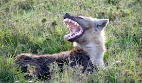 Résultat de recherche d'images pour "hyena"