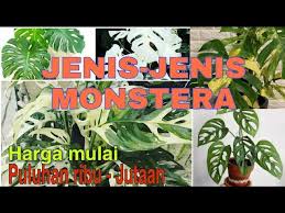 Jenis Jenis Monstera Youtube