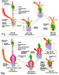 This page is about epididymis head,contains spermatocele,the body online stony brook university department of anatomy,this is not the appendix you're looking for. Cryptorchidism In Common Eutherian Mammals In Reproduction Volume 133 Issue 3 2007