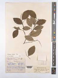 Image result for Klainedoxa gabonensis