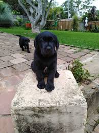 They are bred by an experienced. Puppies Dogs For Sale In Brisbane Sydney Melbourne