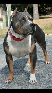 Black And Brown Brindle Pitbull More Beauty With Age Pitbulls Dogs Animals