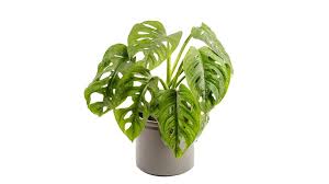 Decoracion con plantas para interiores. Las 10 Mejores Plantas De Interior Resistentes Duraderas Y Faciles De Cuidar Escaparate El Pais