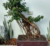 Developing a ficus nana with air roots
