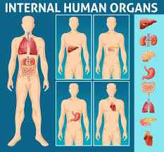 It is composed of many different types of cells that together create tissues and subsequently organ systems. Free Vector Human Anatomy Organs