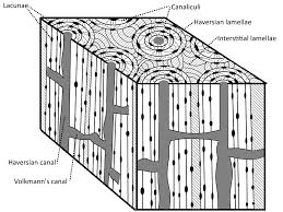 The section 8 housing program helps nee. Cross Section Of The Diaphysis Of A Femur From Bovine Pictures Taken Download Scientific Diagram