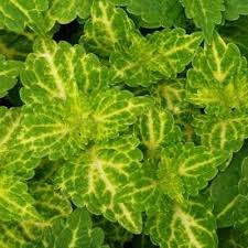 Image result for Coleus buchananii
