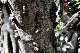 Image result for Ficus pseudomangifera