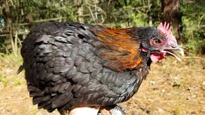 Their history, physical appearance, behaviors, meat production, and eggs contribute to their uniqueness and popularity. French Black Copper Marans The Pasture Farms