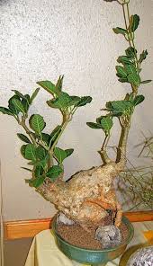 Image result for Fockea multiflora