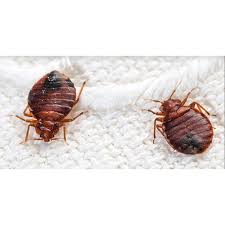 Search our bed bug pest control provider list: Bed Bugs Pest Control Service In Lalarpura Gandhi Path West Jaipur Id 22602184912