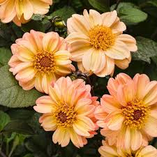 Check out our georgia grown selection for the very best in unique or custom, handmade pieces from our shops. Dahlightful Dahlia Georgia Peach Dahlia Plant Free Shipping