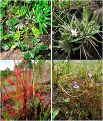 Image result for Antherotoma angustifolia