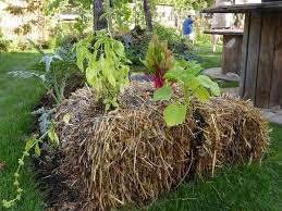 La Culture Sur Bottes De Paille Une Technique Originale Bottes De Paille Jardin Rustique Et Potager Facile