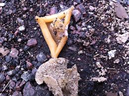 Image result for site:byggahus.se svamp