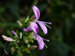 Image result for Dicliptera carvalhoi