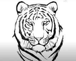 Check the bottom of this post, to see a few images from my trip. How To Draw A Tiger For Kids Archives How To Draw Step By Step