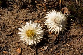 Image result for Macledium