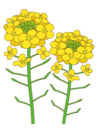 なのは な イラスト