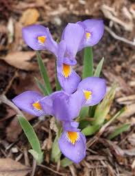 Iris Verna Cleo Chapel Road Juniper Level Botanic Gdn Nc Fairy Garden Plants Rock Garden Plants Rabbit Resistant Plants