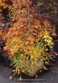 Mikawa yatsubusa japanese maple, acer palmatum 'mikawa yatsubusa' this compact maple has very dense foliage arranged like shingles on a roof. Acer Palmatum Ryusen Japanese Maples Palmatum Maplestone Ornamentals