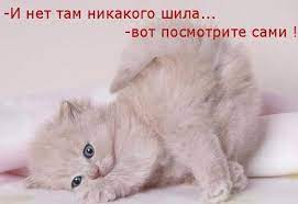 Смешные картинки котят с надписями &amp;mdash; подборка за Сентябрь
