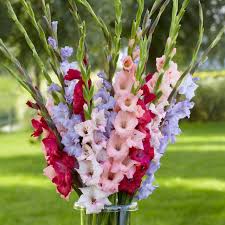 Image result for Gladiolus decoratus