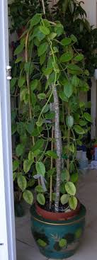 Especially hoya krimson queen and our beloved hoya krimson princess. Hoya Trellis