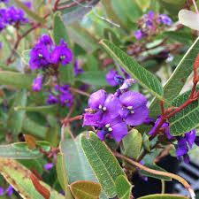 Image result for Hardenbergia