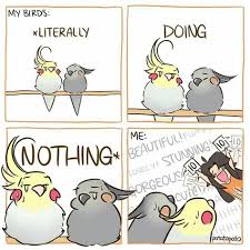 Birds That Start With A C Image By Audrey Kleinschmidt On Bird Funny Parrots Cute Funny Animals Pet Birds