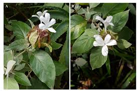 Image result for Barleria