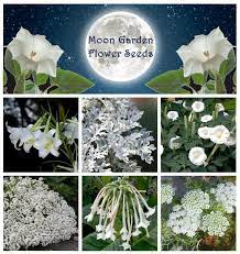 Moon Garden Night Blooming Flowers Moon Garden Moon Flower