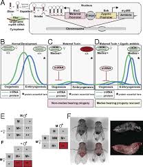 Reproductive behavior, population dynamics, dispersal, and ecology of. Synthetically Engineered Medea Gene Drive System In The Worldwide Crop Pest Drosophila Suzukii Pnas