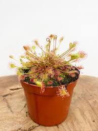 Image result for Drosera