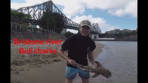 Beyond the bunkers at the. City Fishing Brisbane River Bull Sharks Tff Youtube