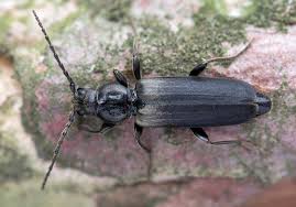 Image result for Combretum fuscum